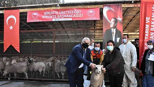 Yangınlarda zarar gören çiftçilere koyun desteği