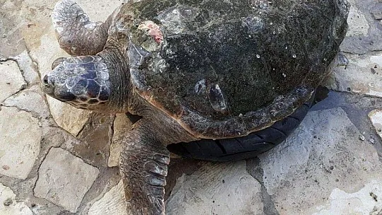 Yaralı kaplumbağa gözlem altına alındı