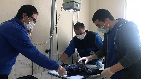 Yaralı kargaya cerrahi operasyon