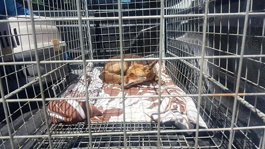 Yaralı tilki tedavi edildi