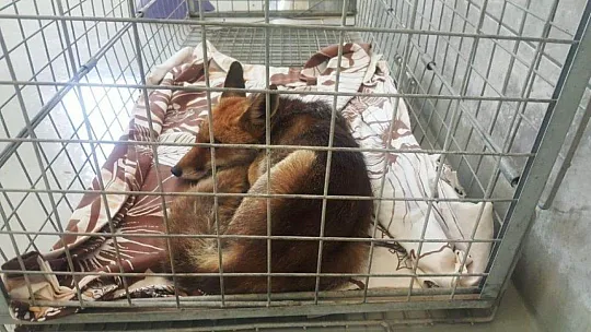 Yaralı tilki tedavi edildi