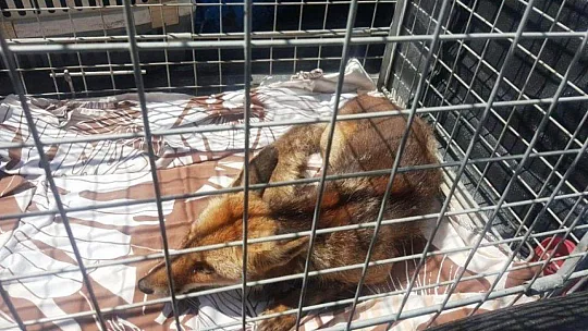 Yaralı tilki tedavi edildi