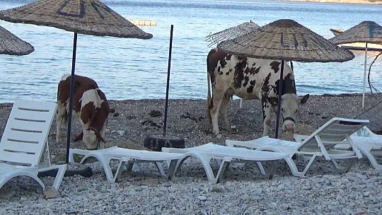 Yaşadıklarını gözyaşları içerisinde anlattılar