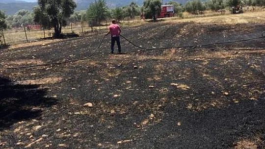 Yatağan'daki yangında 6 dönüm alan zarar gördü