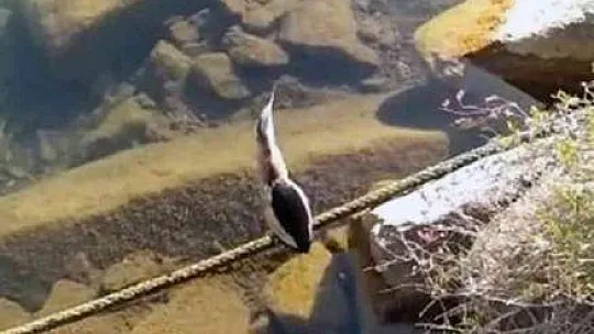 Yavru Balaban kuşu tekrar doğaya bırakıldı