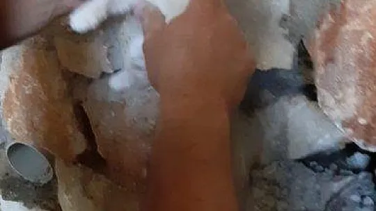 Yavru kedi için seferber oldular