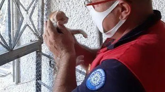 Yavru kedi için seferber oldular