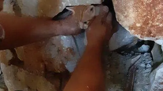 Yavru kedi için seferber oldular