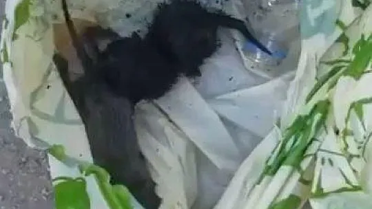 Yavru kedileri poşet içerisinde canlı canlı çöpe atmışlar