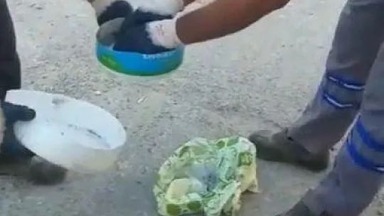 Yavru kedileri poşet içerisinde canlı canlı çöpe atmışlar
