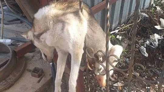 Yavruları olan köpek tüfekle vurularak öldürüldü