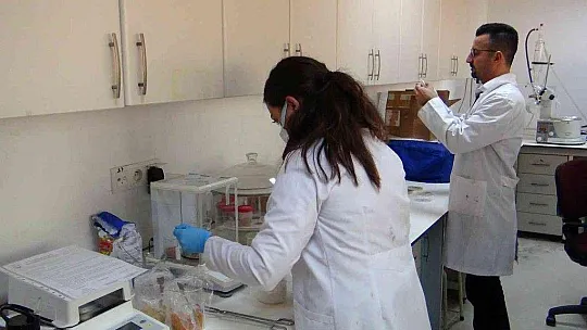Yengeç kabuğu ve balık pulundan jelatin üretilecek