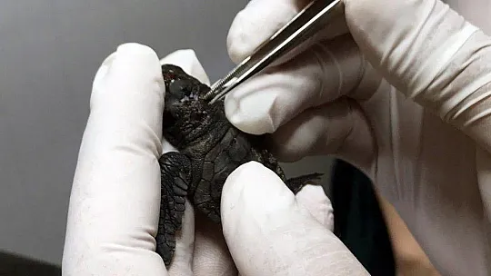 Yengeç saldırısına uğrayan yavru Caretta tedavi edildi