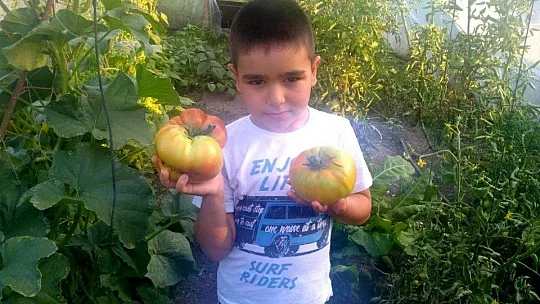 Yerel Tohum Merkezi'nden aldığı tohumla 1 kilo domates üretti