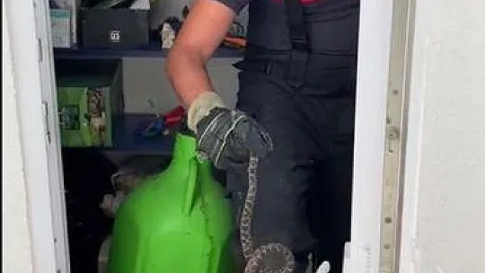 Yılan, evin deposuna girdi
