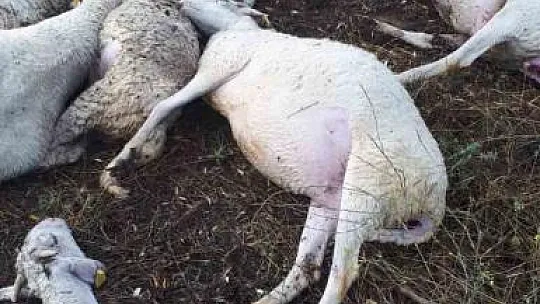 Yıldırım düşmesi sonucu 10 koyun telef oldu