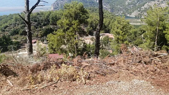 YOL KENARINDAKİ KURUMUŞ AĞAÇ PARÇALARI YANGINA DAVETİYE ÇIKARTIYOR