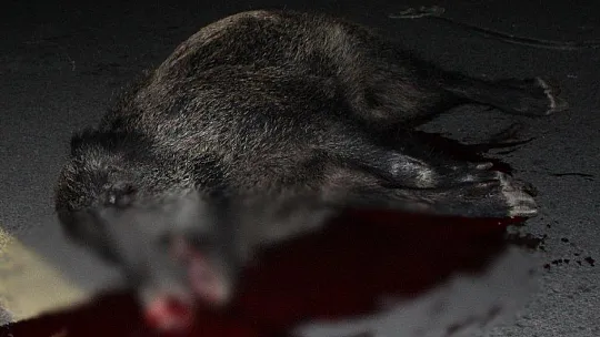 Yola çıkan domuz kazaya sebep oldu