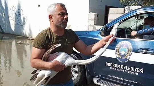 Yolunu şaşıran flamingo doğal yaşam alanına kavuşturulacak