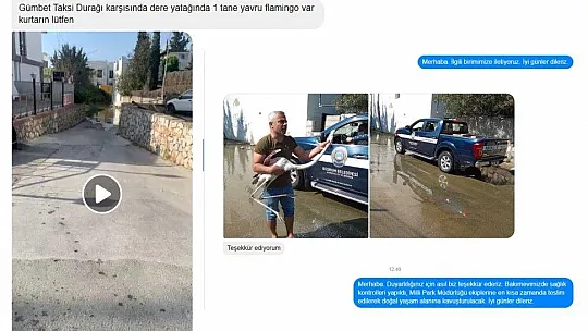 Yolunu şaşıran flamingo doğal yaşam alanına kavuşturulacak