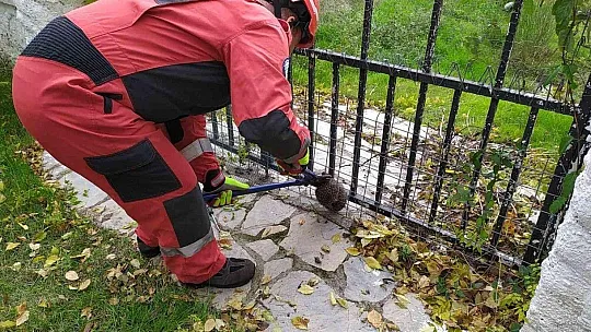 Yolunu şaşıran kirpi korkuluklara sıkıştı