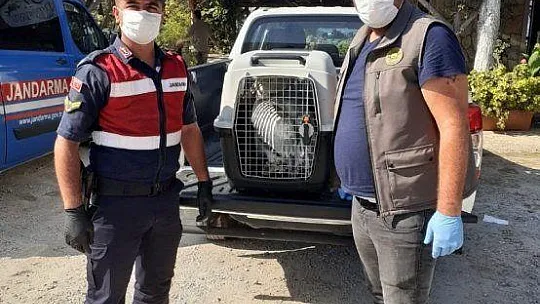 Yorgun pelikan korumaya alındı