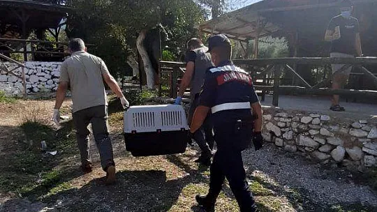 Yorgun pelikan korumaya alındı