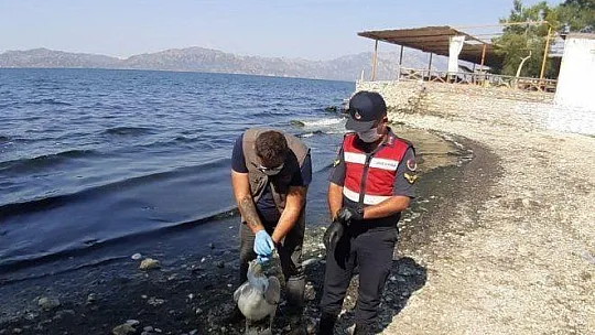 Yorgun pelikan korumaya alındı