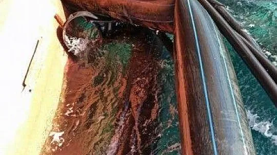 Yük gemisi balık havuzuna girdi, bir milyon balık denize kaçtı