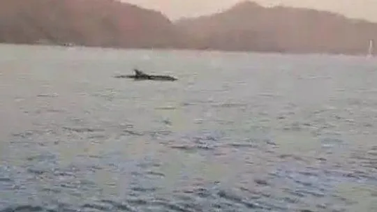 Yunuslar Marmaris Körfezi'nde adeta gösteri yaptı