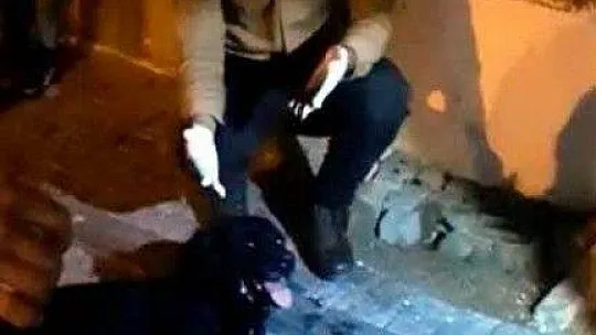 Zehirlenen köpek için bekçiler seferber oldu