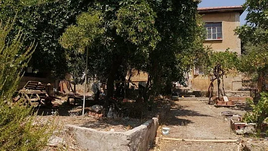 Zeytin ağacında asılı bulundu