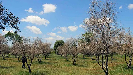 Zeytin ağaçlarında korkutan kuruma