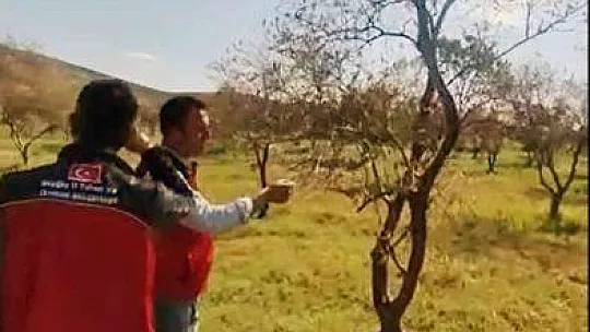 Zeytin ağaçlarında korkutan kuruma