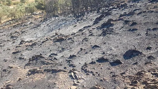 Zeytin, badem ve armut ağaçları zarar gördü