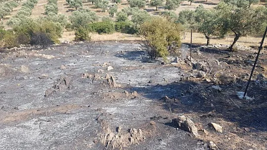 Zeytin, badem ve armut ağaçları zarar gördü