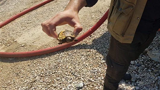 Zeytin, badem ve armut ağaçları zarar gördü