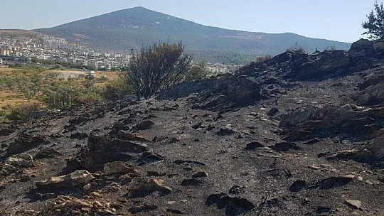 Zeytin, badem ve armut ağaçları zarar gördü