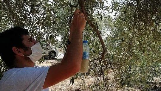 Zeytin sineğine dikkat