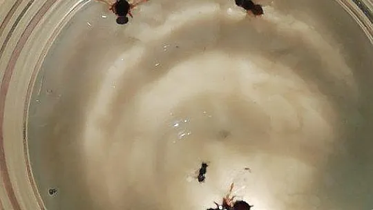 Zeytin sineğine dikkat