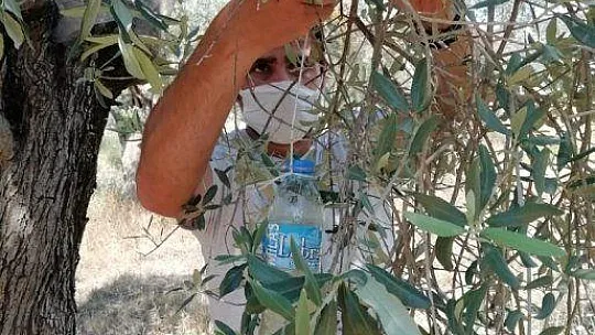 Zeytin sineğine dikkat