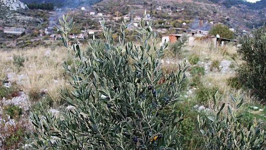 Zeytinköy'ün karası yeşile büründü
