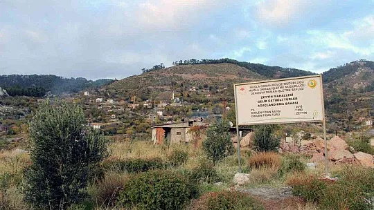 Zeytinköy'ün karası yeşile büründü