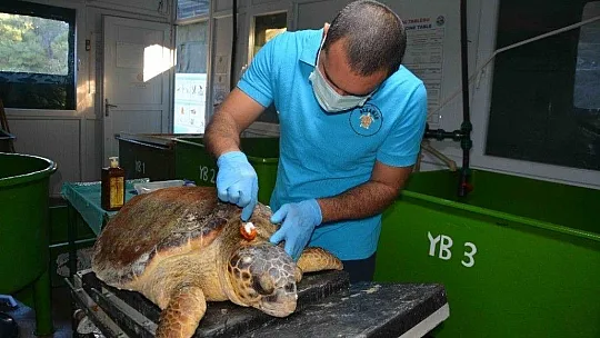 Zıpkınla vurulan deniz kaplumbağası tedavi altına alındı