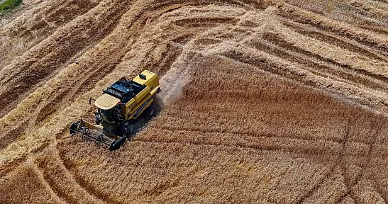 Buğday üretiminin bu yıl kişi başına 288 kilogramla yıllık ihtiyacı aşması bekleniyor