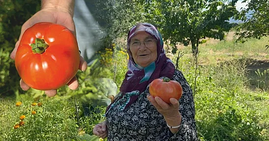 Kimyasal Kullanmadan Yetiştirdiler: İri Domatesler Görenleri Şaşırtıyor