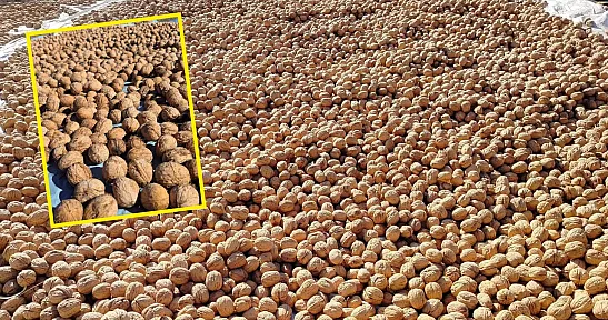 Seydikemer'in yaylalarında ceviz hasadı: Doğanın bereketi, üreticinin emeğiyle buluşuyor