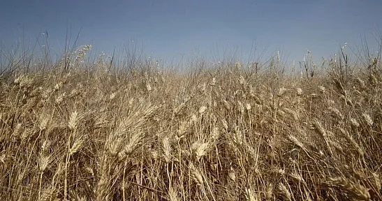 Toprak Mahsulleri Ofisi, yarından itibaren TÜRİB üzerinden buğday satışlarına başlıyor