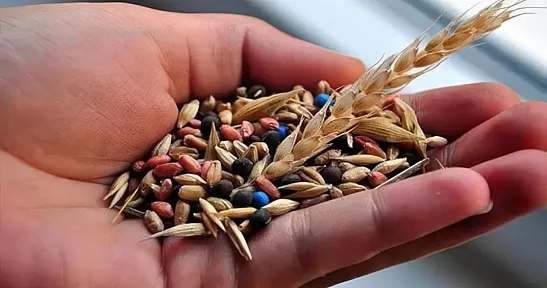 Türk tohumculuğu Asya ile Avrupa arasında büyüyor