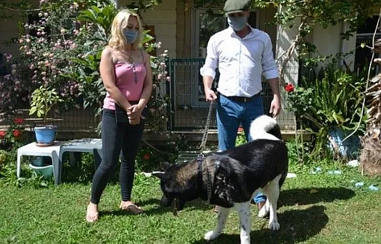 Akita cinsi Şensi isimli köpeğin sahibi konuştu